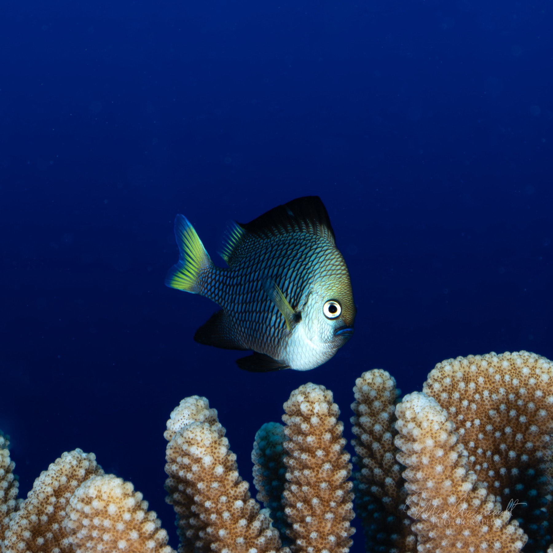 Yellow-Tailed Dascyllus