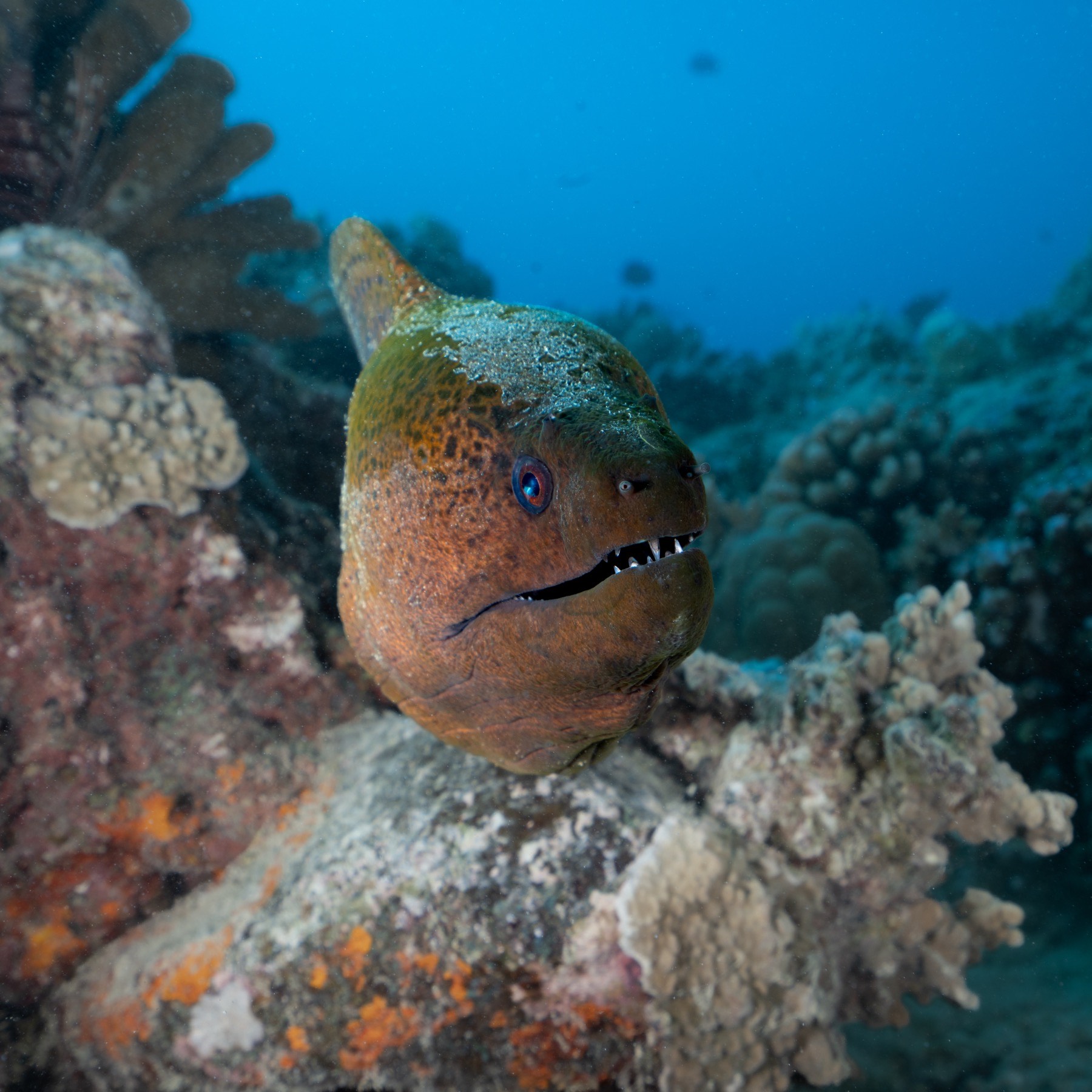 Giant Moray (Gymnothorax javanicus)