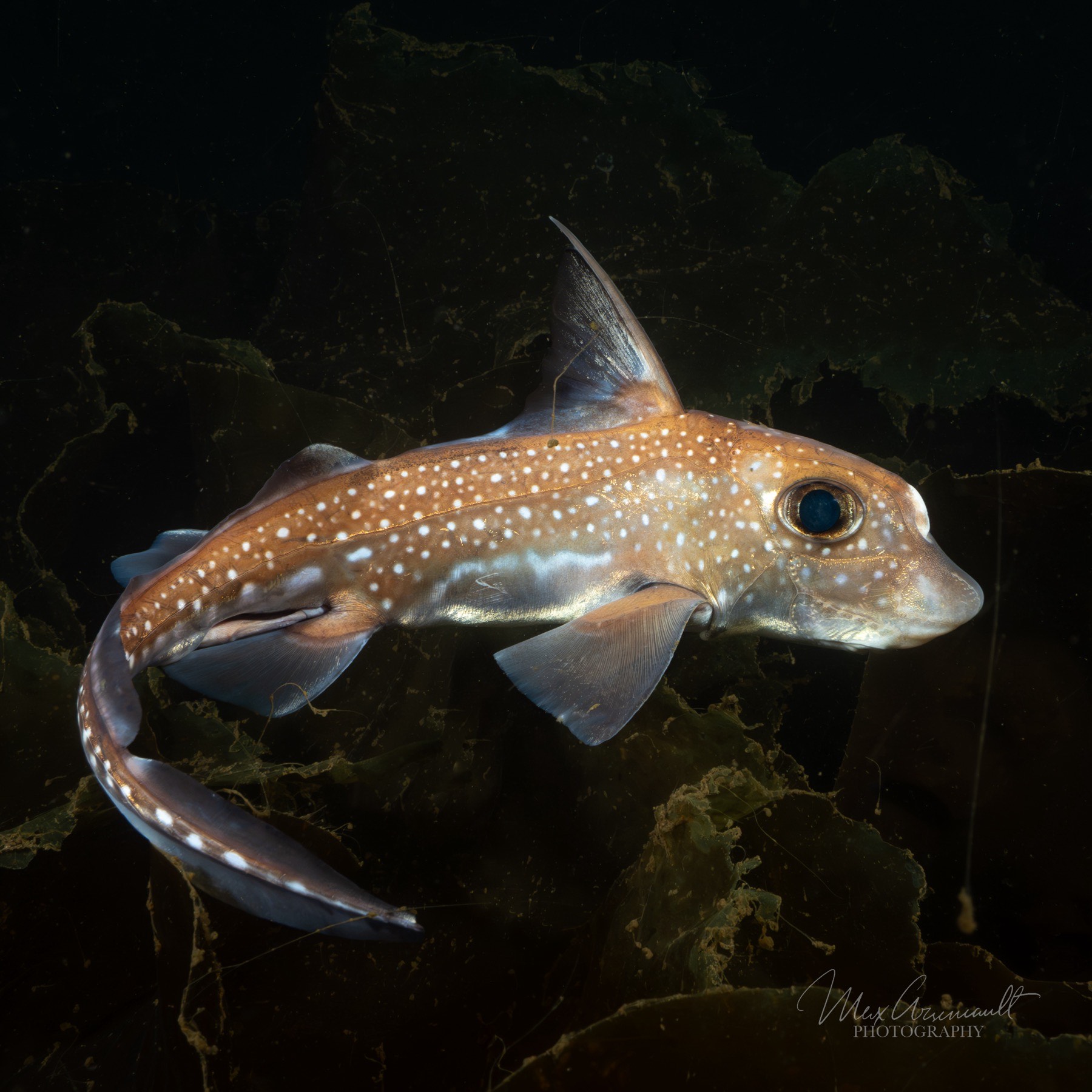 Spotted Ratfish (Hydrolagus colliei)