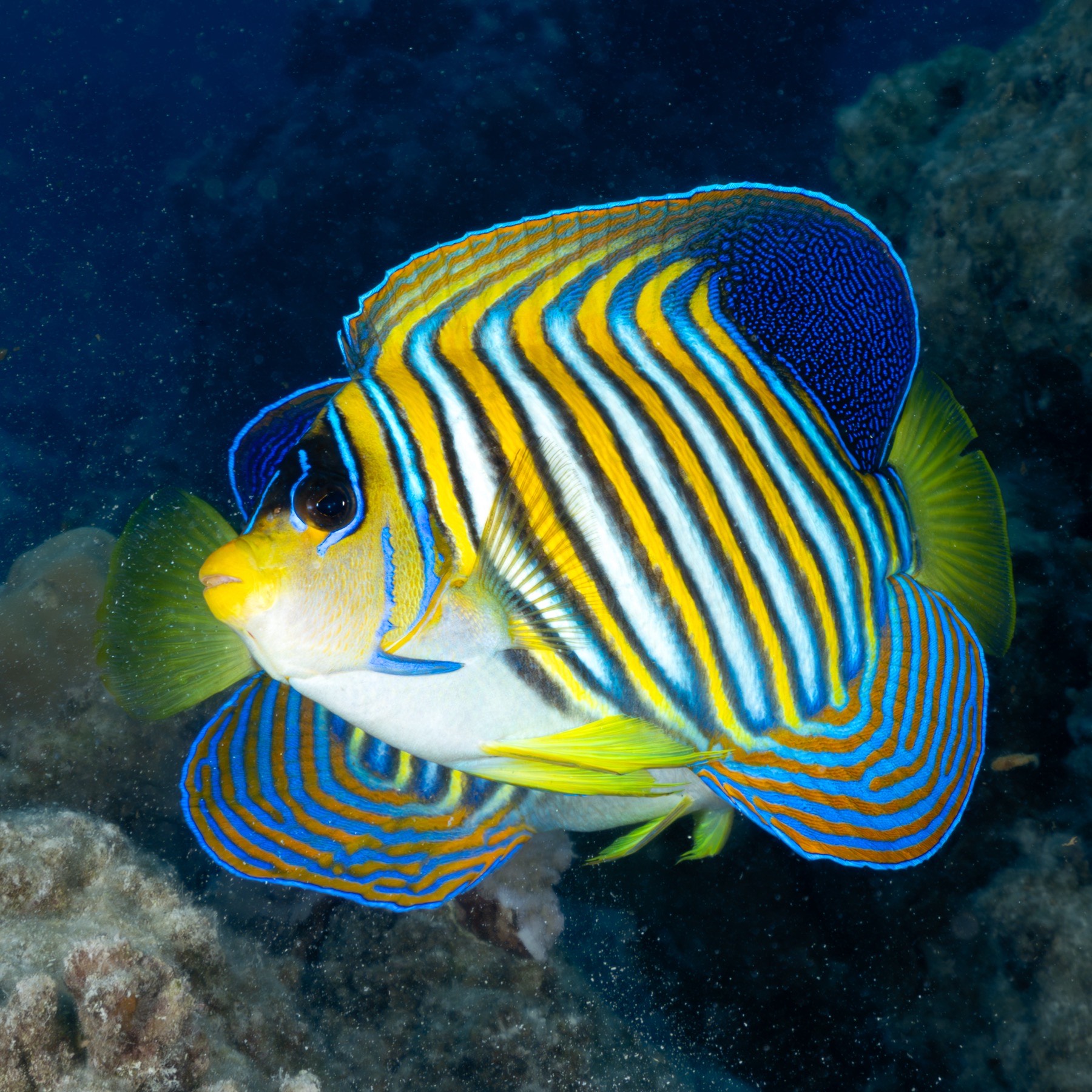 Regal Angelfish (Pygoplites diacanthus)