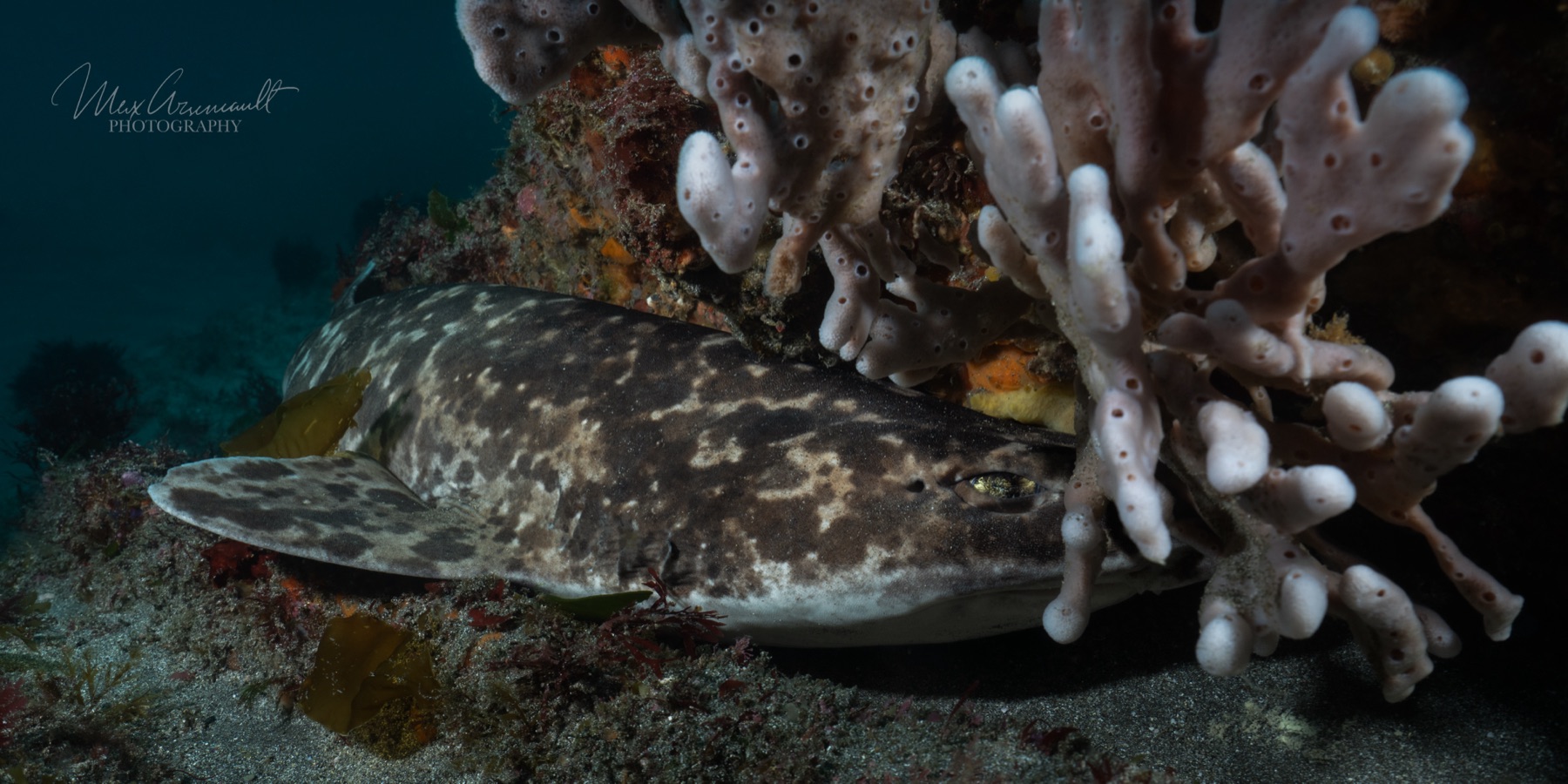 Blotchy Swellshark (Sphyrna mokarran)