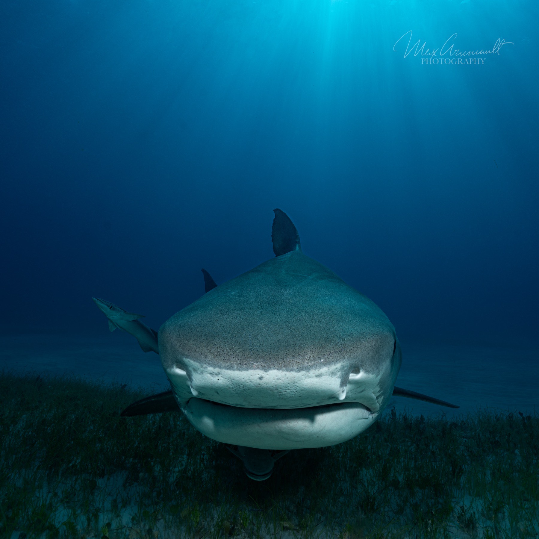 Tiger Shark (Galeocerdo cuvier)