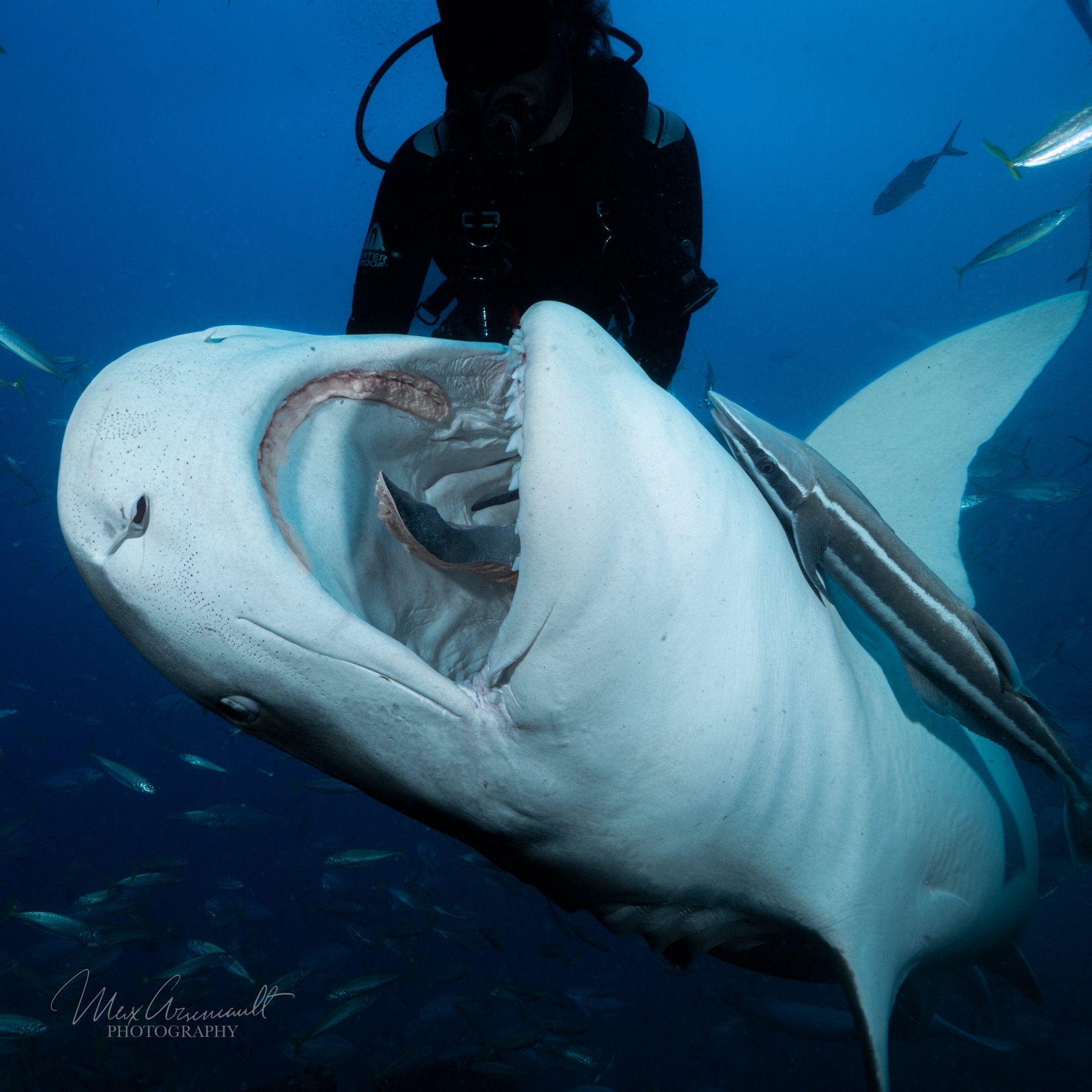 Tiger Shark (Galeocerdo cuvier)