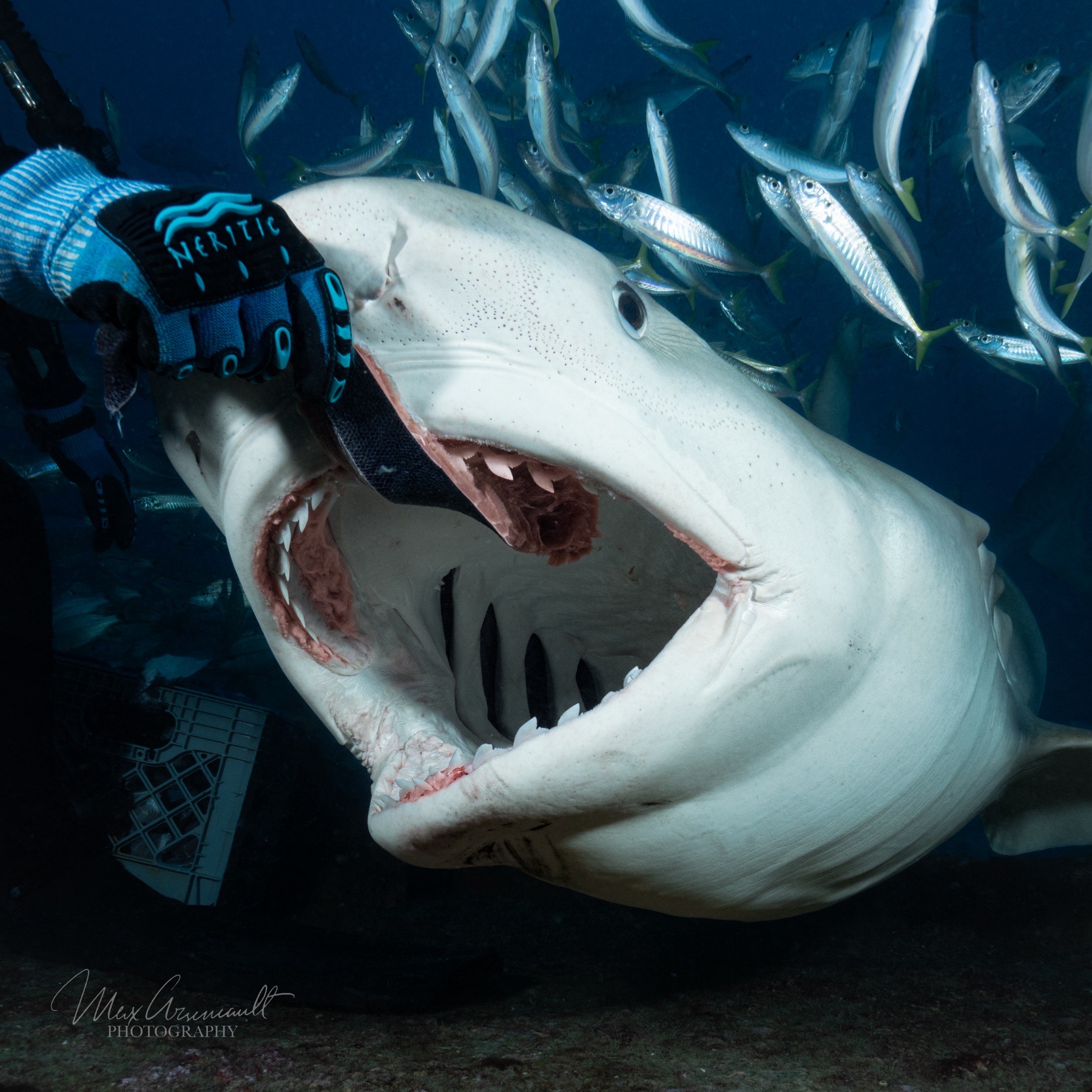 Tiger Shark (Galeocerdo cuvier)