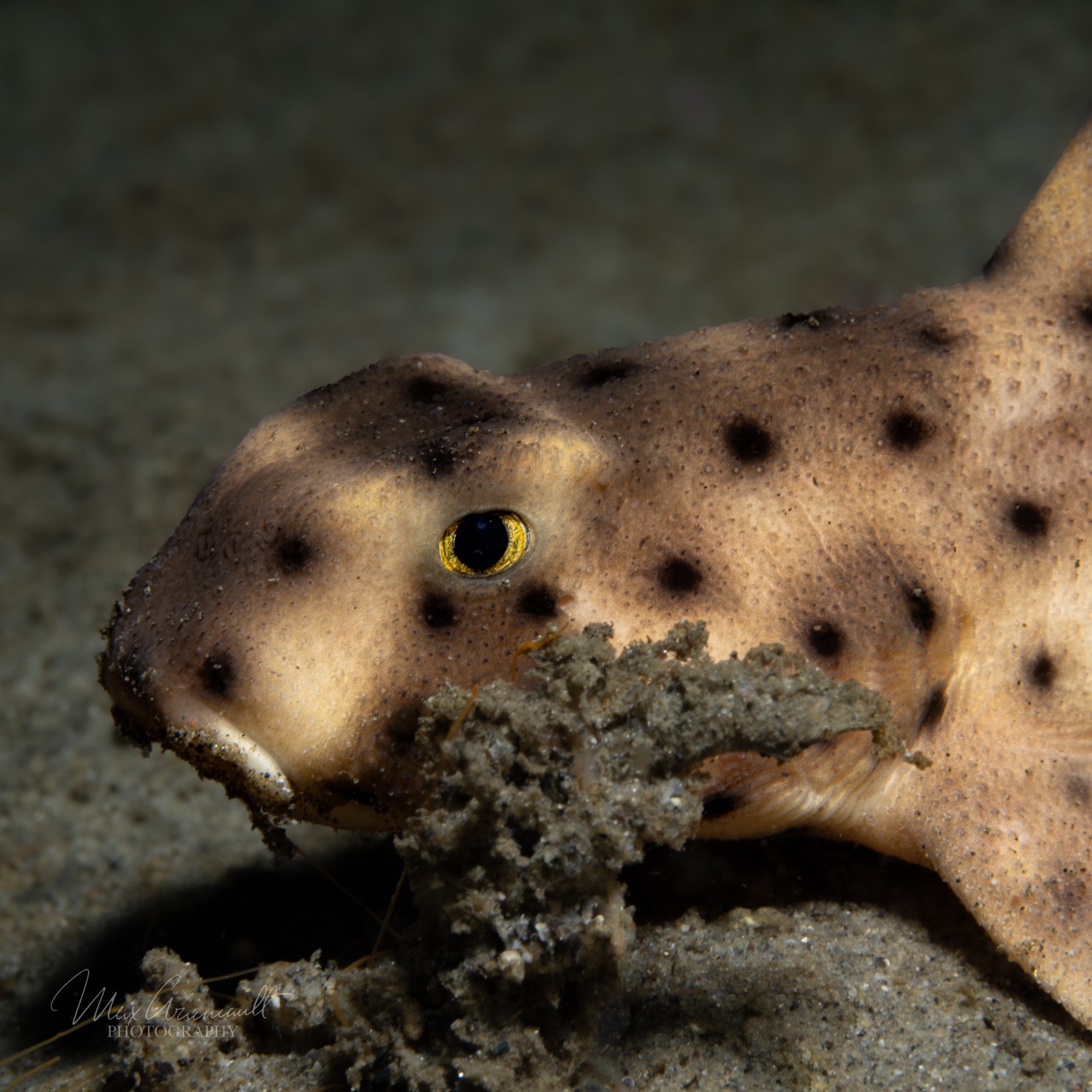 California Horn Shark (Heterodontus francisci)