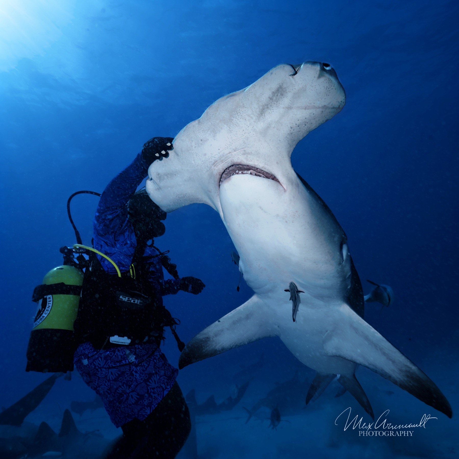 Great Hammerhead (Sphyrna mokarran)