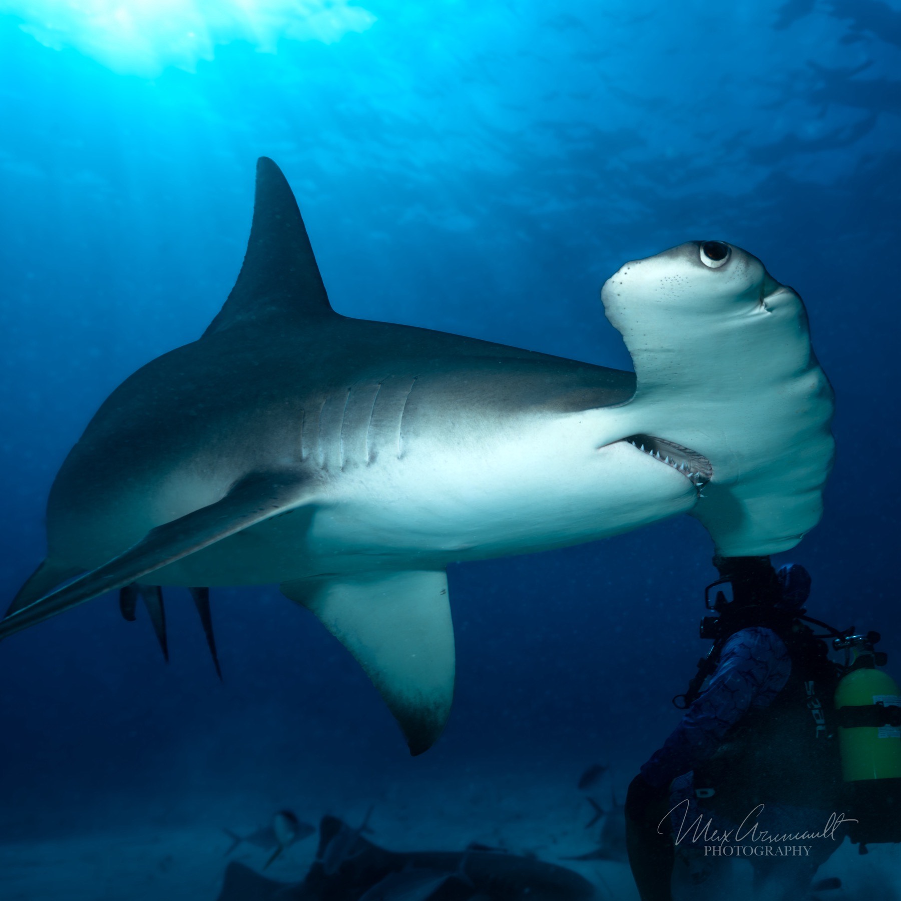 Great Hammerhead (Sphyrna mokarran)