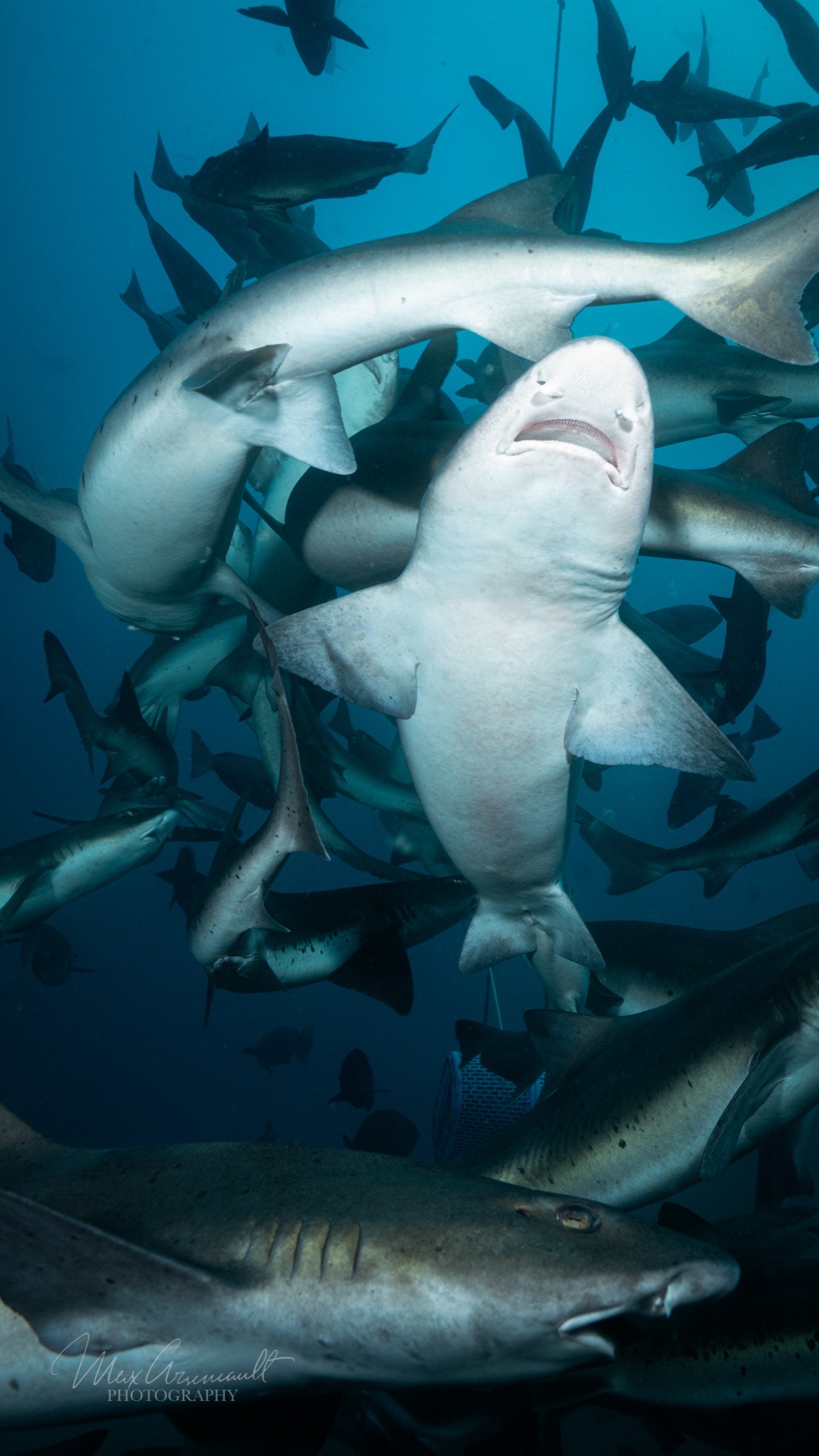 Banded Houndshark (Triakis scyllium)